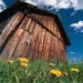 shed